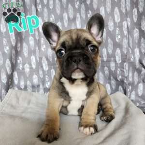 Rip, French Bulldog Puppy